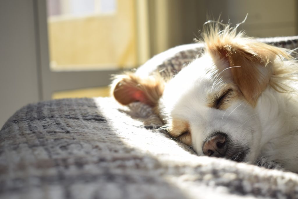 Does Your Dog Need Sunlight?
