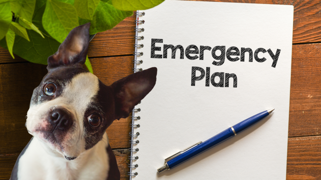 Is Your Pup Prepared for an Emergency?