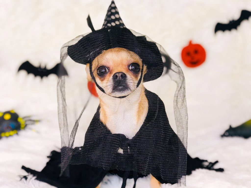5 Halloween Pup Safety Tips