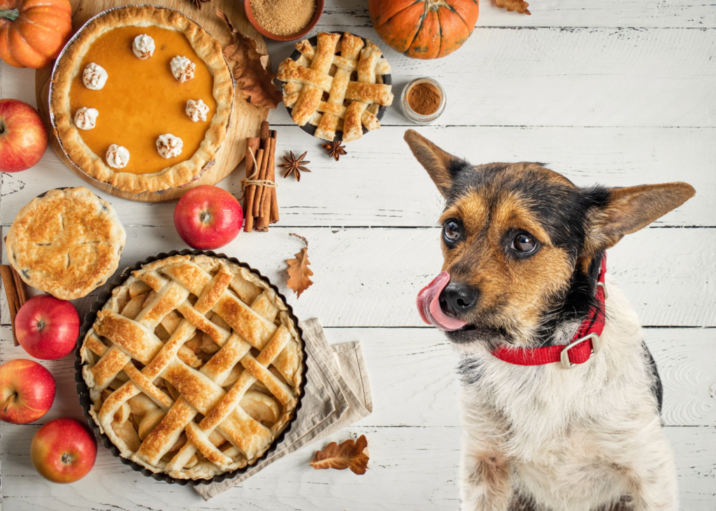 The Best Thanksgiving Foods for Fido