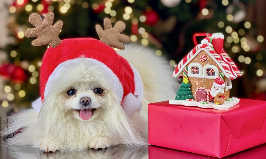 Thoughtful Last Minute Gifts for Your Pup